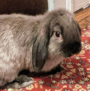 Meet your Posher, Romy